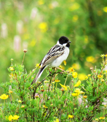 Pallas's Reed Bunting photo 3