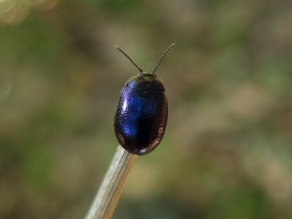 Chrysolina cuprina