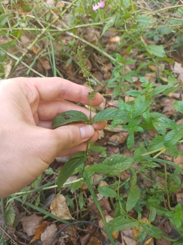 Наблюдение на iNaturalist