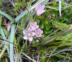Lysimachia tenella