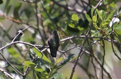 Calypte costae