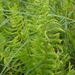 Eastern American Marsh Fern - Photo (c) Erin Faulkner, some rights reserved (CC BY-NC)