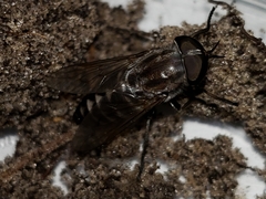 Tabanus nigripes