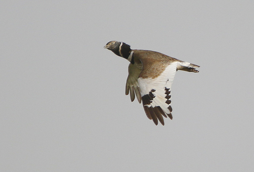 Little Bustard, photo 10 of 10