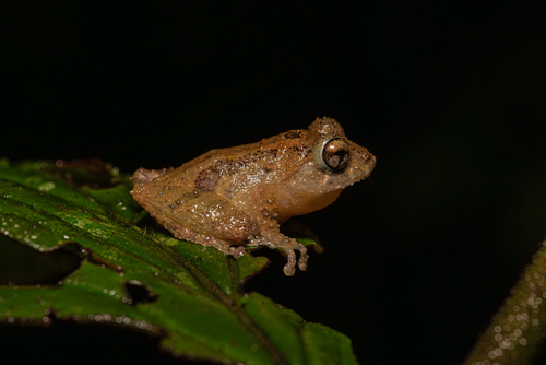 Philautus petersi observed 2024-08-11