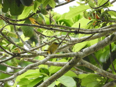 Dark-Eyed White-Eye photo 3