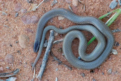 Tantilla hobartsmithi