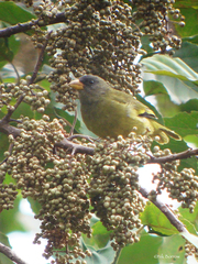 Linurgus olivaceus