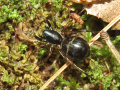 Castianeira cingulata
