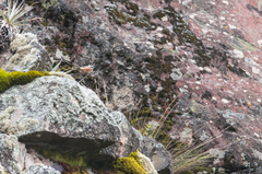 Ochthoeca oenanthoides