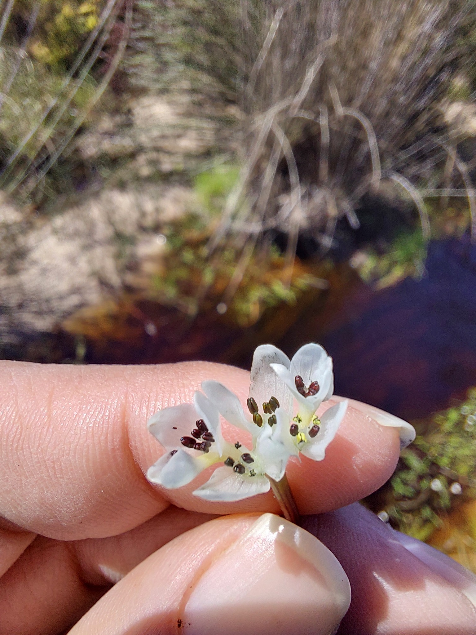 Narrowleaf Waterblommetjie (Aponogeton angustifolius)