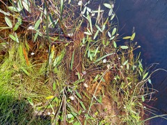 Aponogeton angustifolius, photograph (c) sharndreheuvel, some rights reserved (CC BY-SA)