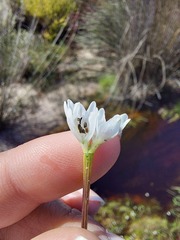 Aponogeton angustifolius, photograph (c) sharndreheuvel, some rights reserved (CC BY-SA)
