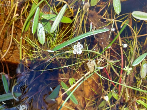 Aponogeton angustifolius, photograph 5