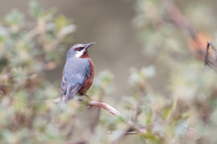 Conirostrum binghami