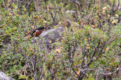 Diglossa brunneiventris