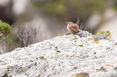 Upucerthia validirostris