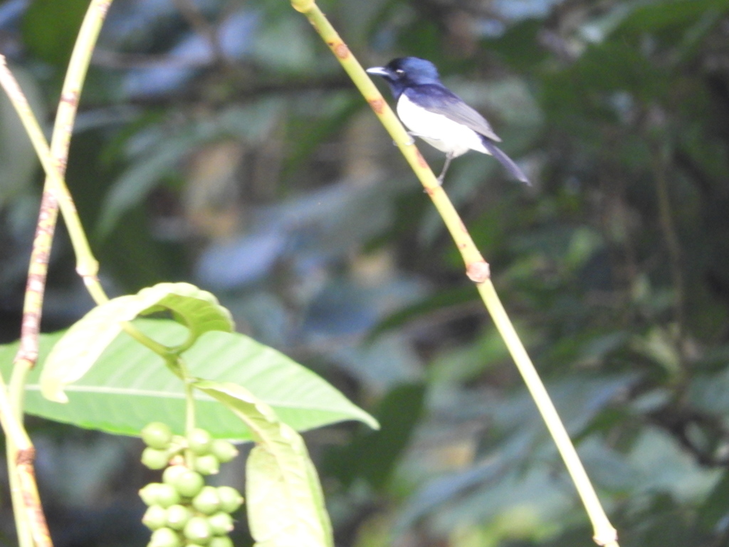 Steel-blue Flycatcher photo