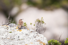 Upucerthia validirostris