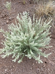 Buddleja scordioides