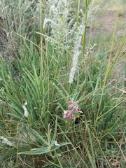 Asclepias brachystephana