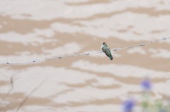 Oreotrochilus melanogaster