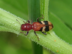 Enoclerus rosmarus