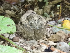 Solomons Nightjar photo 5