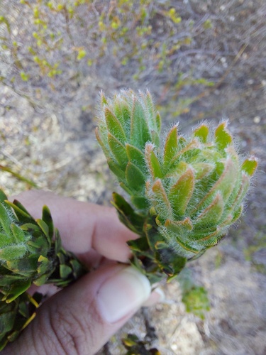 Ruens Silverpea (Xiphotheca guthriei)
