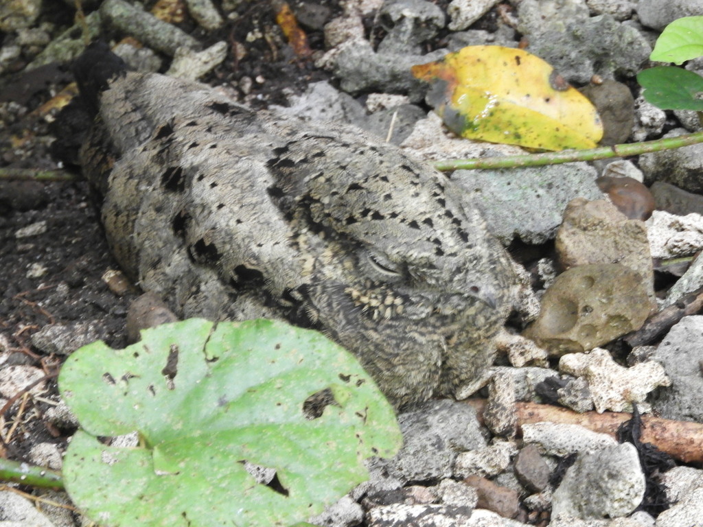 Solomons Nightjar