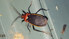 Rhiginia cinctiventris