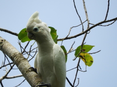 Cacatua ducorpsii