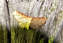 Idaea humiliata