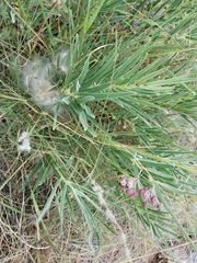 Asclepias brachystephana
