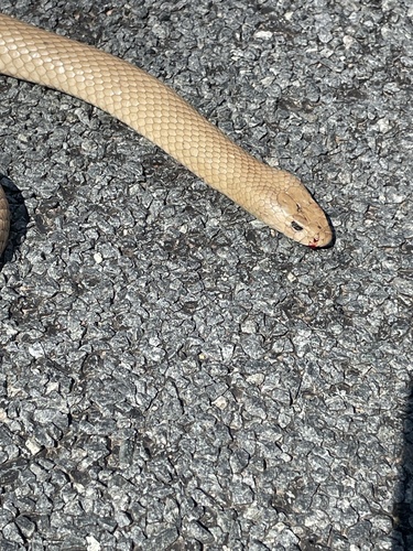 Eastern Brown Snake sighting