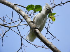 Cacatua ducorpsii