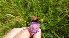 Zygaena minos