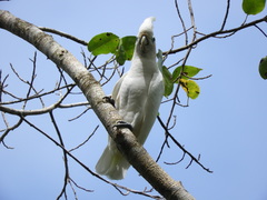 Cacatua ducorpsii