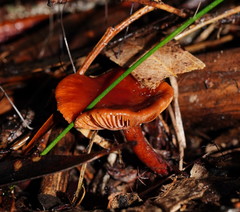 Lactarius eucalypti