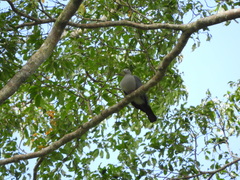 Ducula pistrinaria