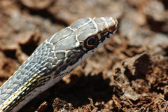 Masticophis taeniatus taeniatus