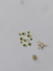 Chlamydomonadales