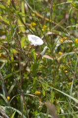 Calystegia sepium sepium