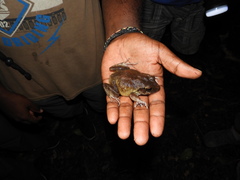 Solomon Wrinkled Ground Frog photo 3