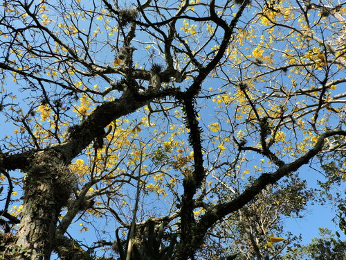 Handroanthus umbellatus