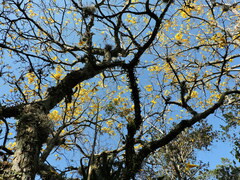 Handroanthus umbellatus