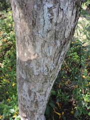 (c) Fabrício Mil Homens Riella, some rights reserved (CC BY) Handroanthus umbellatus, photograph (c) Fabrício Mil Homens Riella, some rights reserved (CC BY)