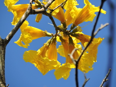 (c) Fabrício Mil Homens Riella, some rights reserved (CC BY) Handroanthus umbellatus, photograph (c) Fabrício Mil Homens Riella, some rights reserved (CC BY)