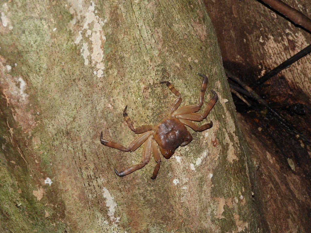 Christmas Island White-stripe Crab