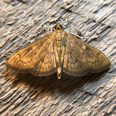 Psara obscuralis